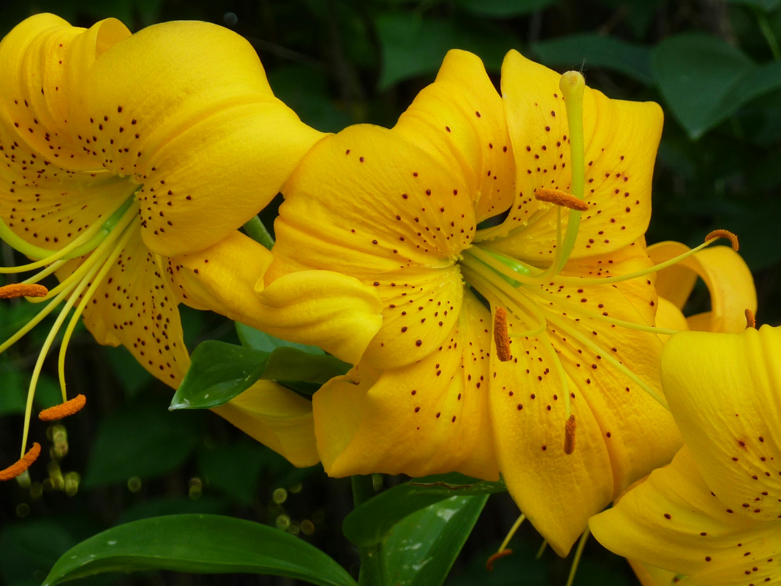 Foto Stok Gratis Tentang Bunga Bakung Bunga Kuning Bunga Lili