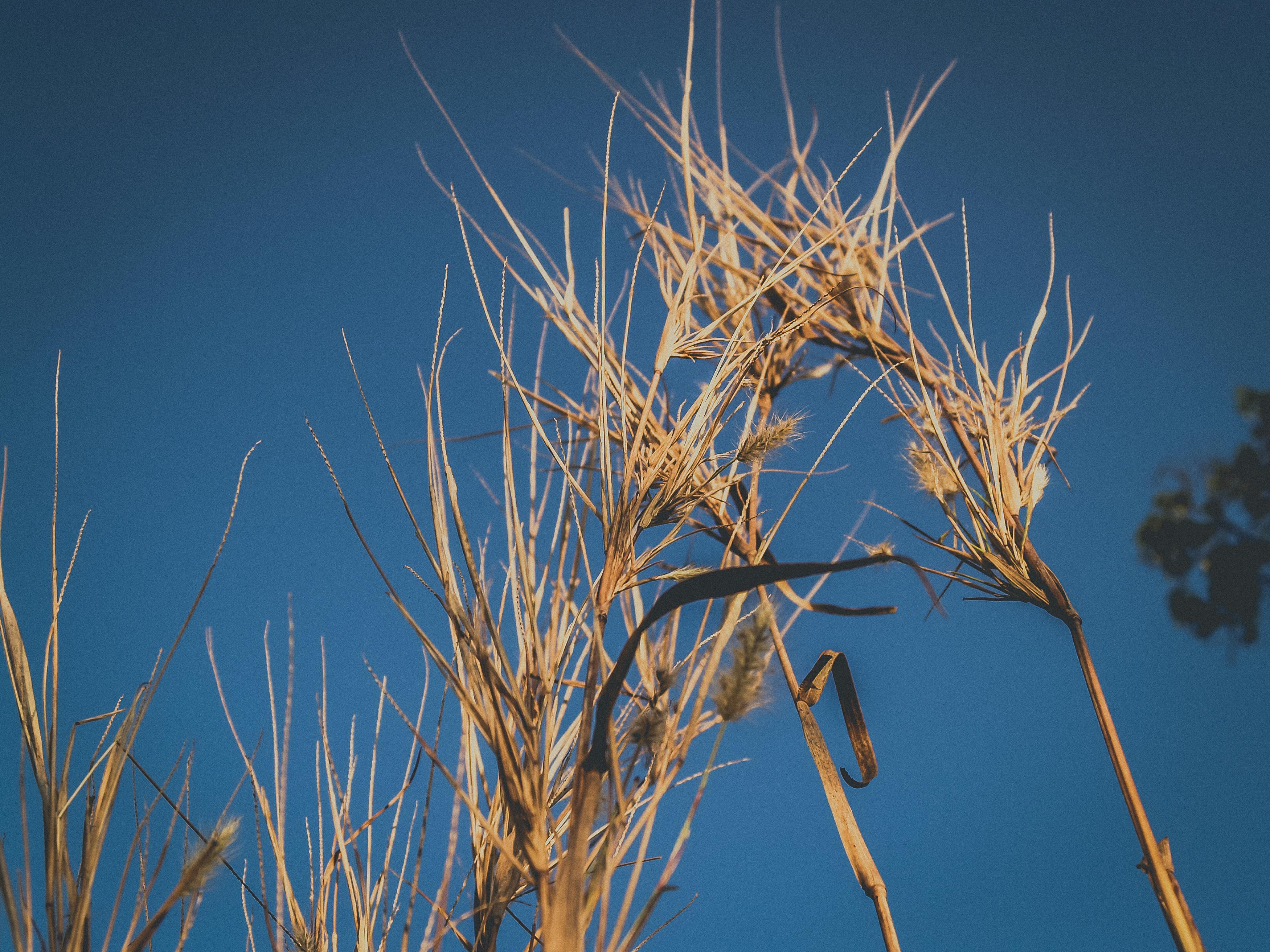 Free stock photo of background, blade, botany