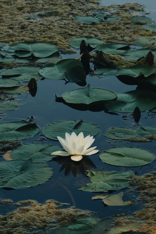 Picturesque blooming white water lily with massive green leaves on calm water pond