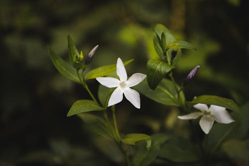 White 5 Petaled Flower in Bloom