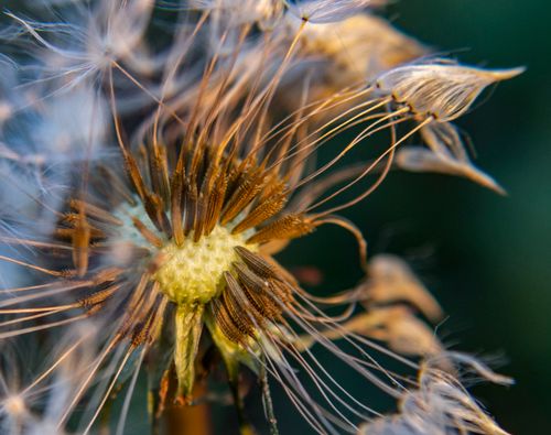 Free Detailed view of a dandelion's seeds dispersing in the breeze, captured in warm sunlight. Stock Photo