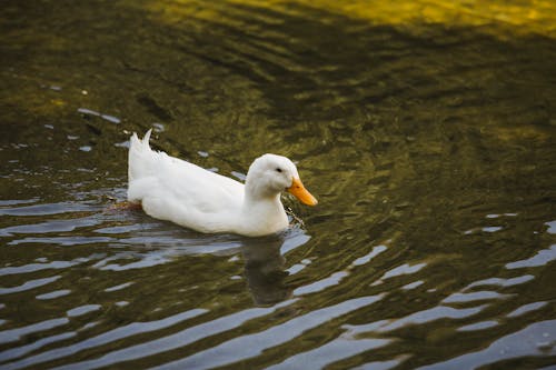 Gratuit Photos gratuites de animal, canard blanc, nager Photos