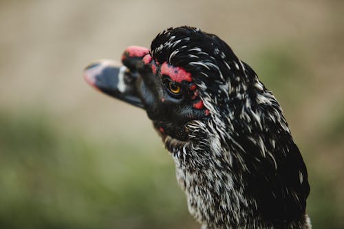 Close-Up Shot of a Black Duck 