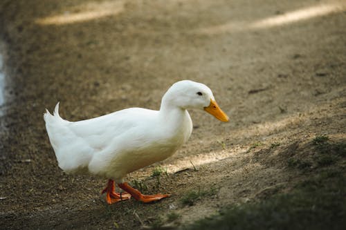 Close-Up Shot of a White Duck Walking