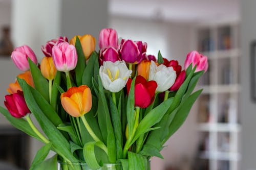 Close-Up Shot of Tulips in a Glass Vase