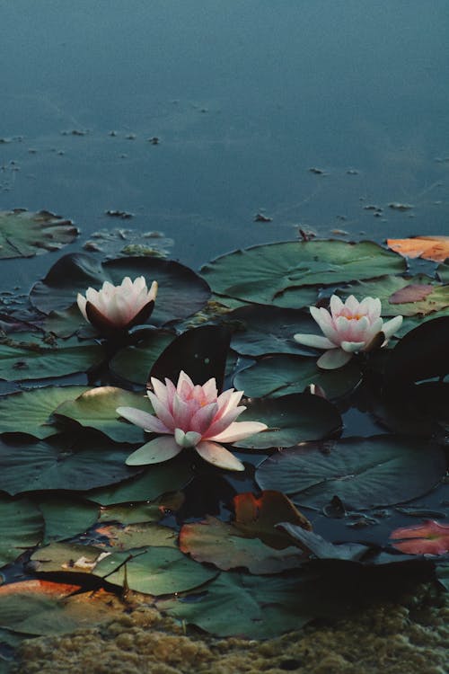 Blooming pink water lilies with green foliage on dark pond