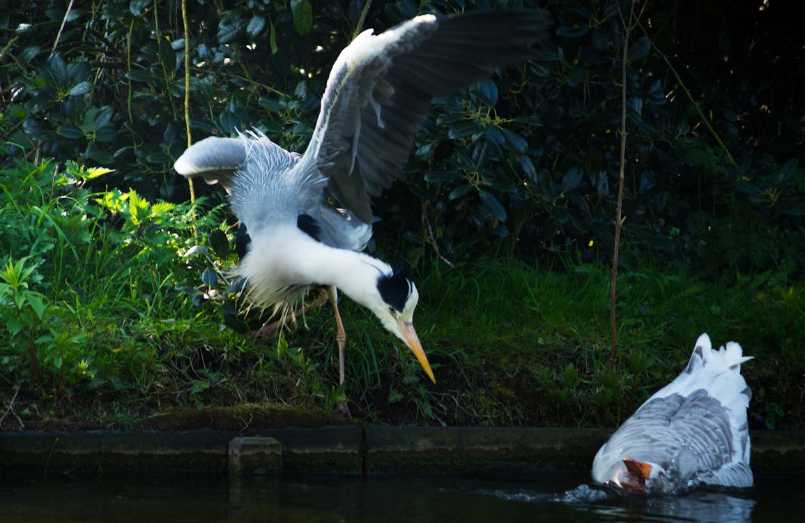 Two Great Blue Herons Flying Above the Body of Water