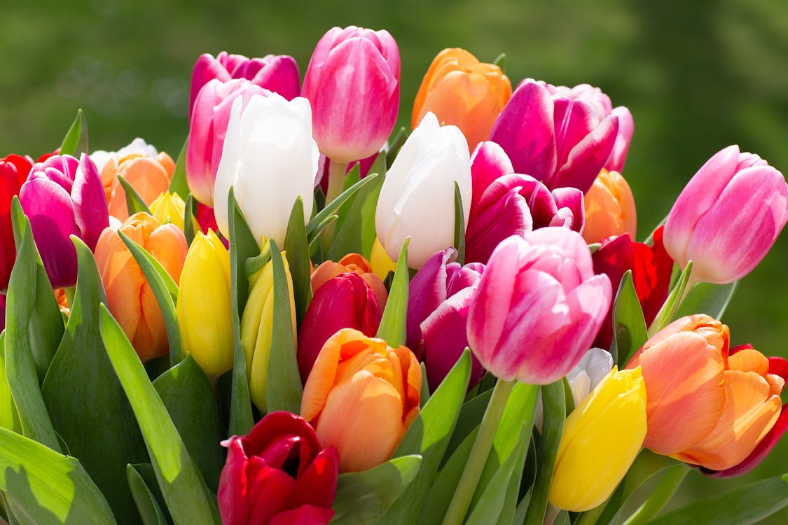 Free Close-Up Shot of Fresh Tulips Stock Photo