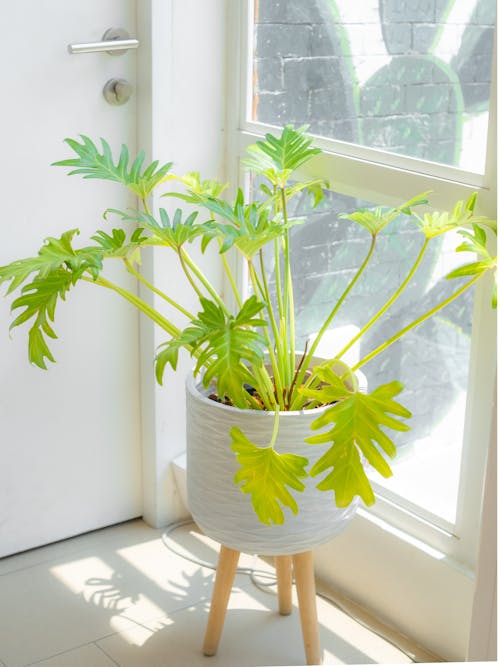 Philodendron Xanadu in a White Pot 