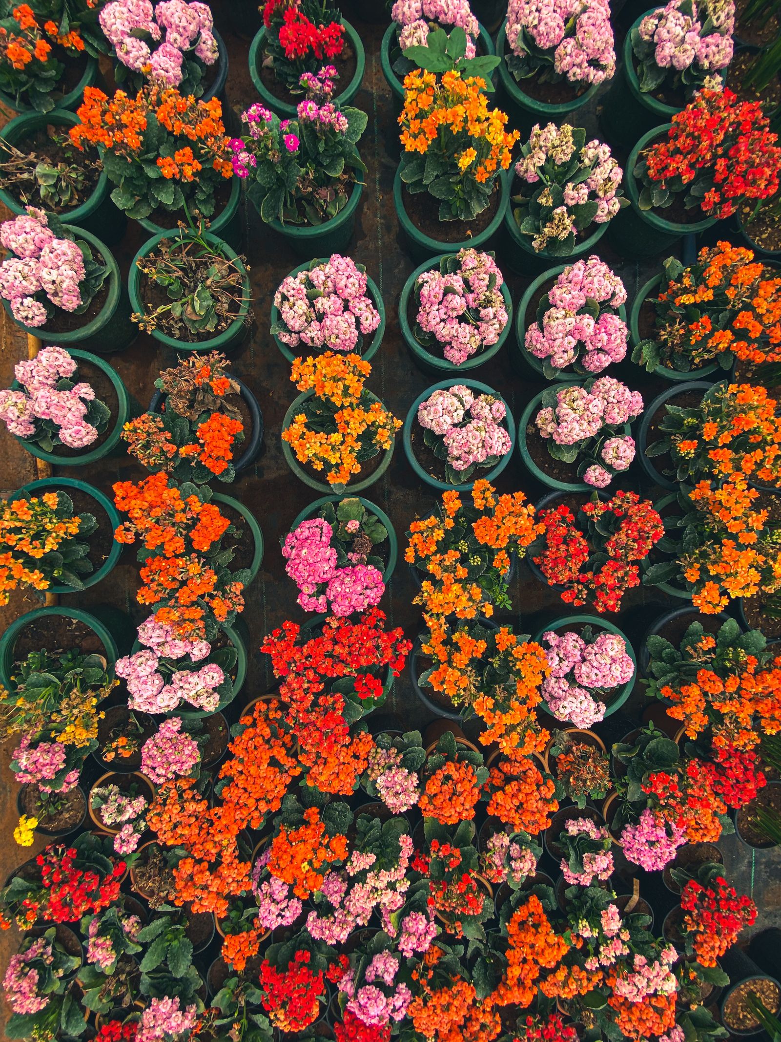 Macetas de flores de colores ordenadas prolijamente