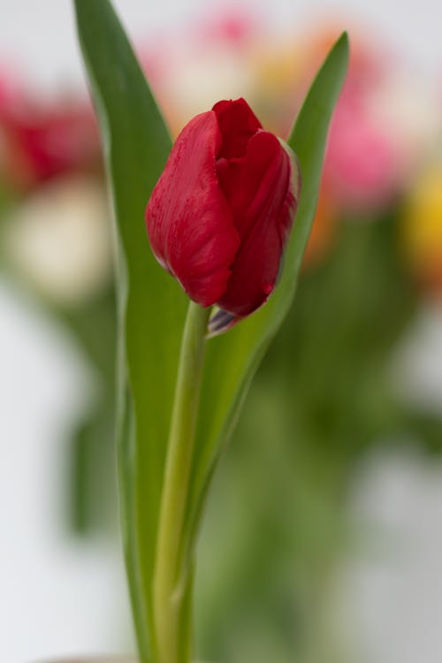 Close-Up Shot of a Red Tulip