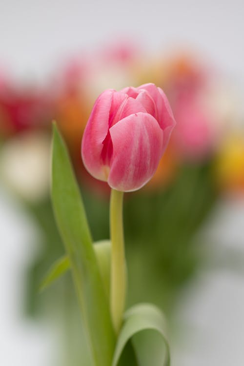 Free A Close-Up Shot of a Pink Tulip Flower Stock Photo