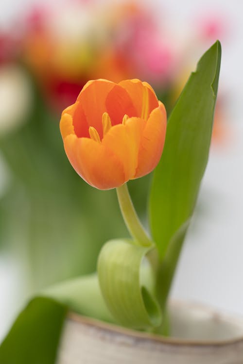 Free A Close-Up Shot of an Orange Tulip Flower Stock Photo