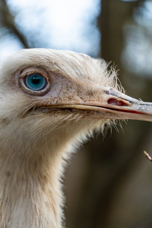 Základová fotografie zdarma na téma detailní záběr, fotografování zvířat, hloubka ostrosti