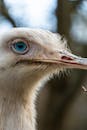 A Close-Up Shot of an Ostrich Head