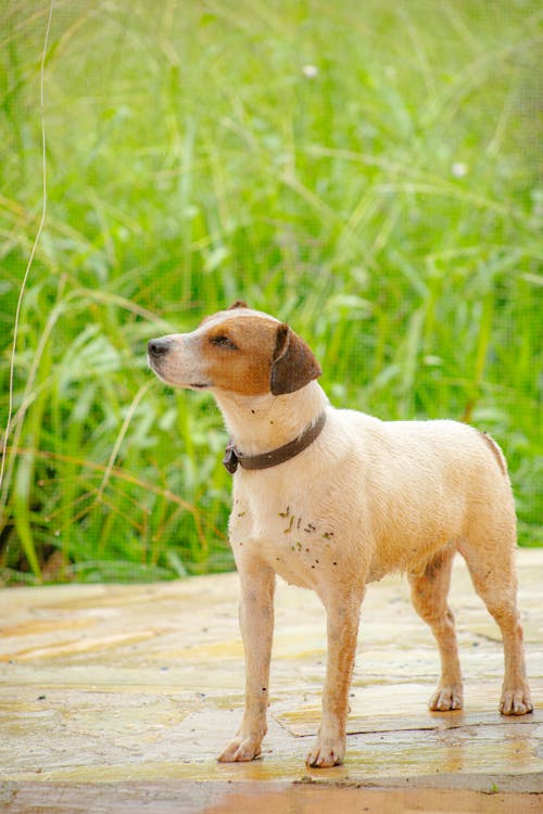 A Jack Russell Terrier Dog Standing Near a Grassland