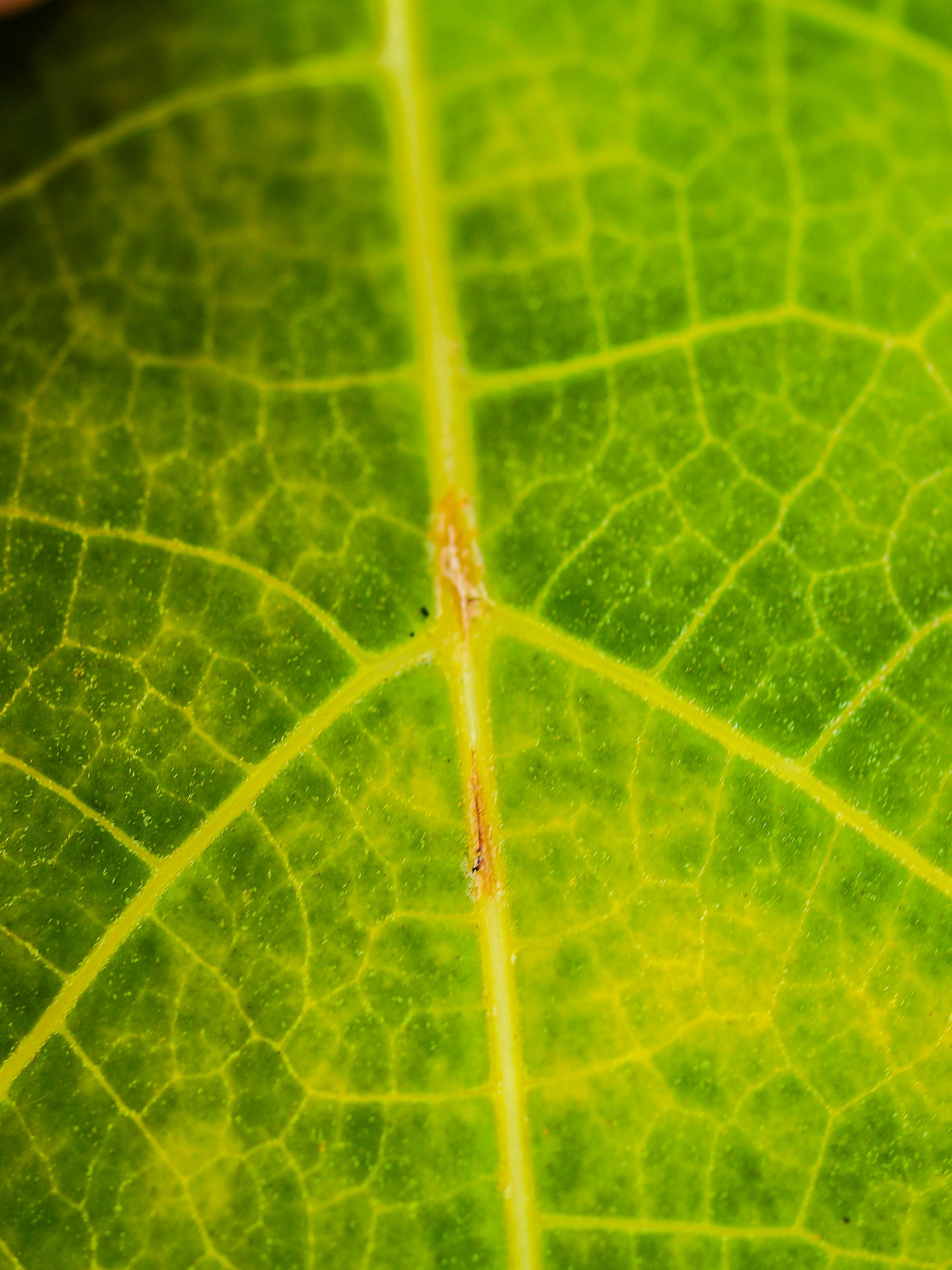 Free stock photo of background, botanical, botany