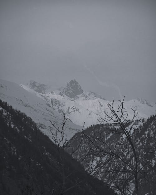 A Forested Mountain Covered with Snow
