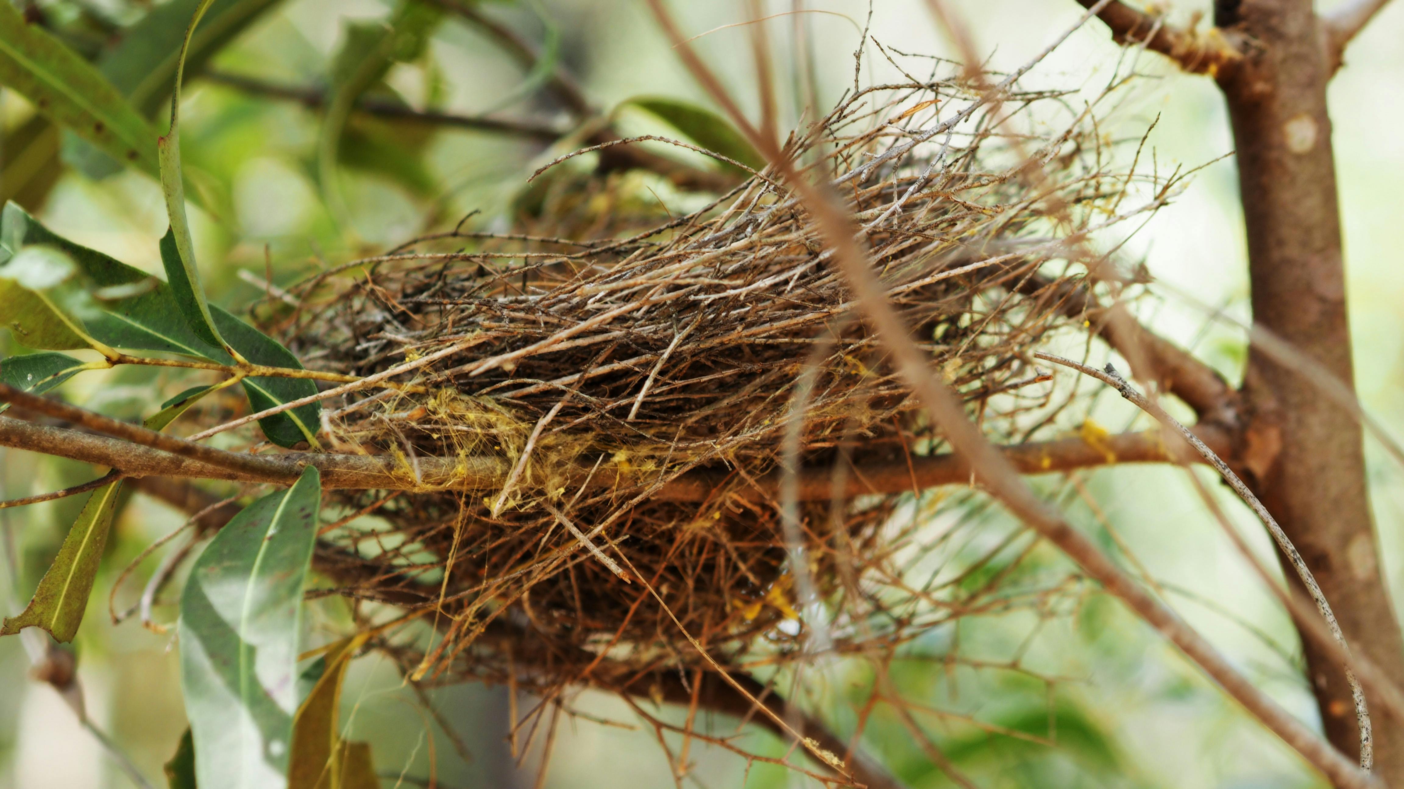 Bedroom Decoration Bird Nest