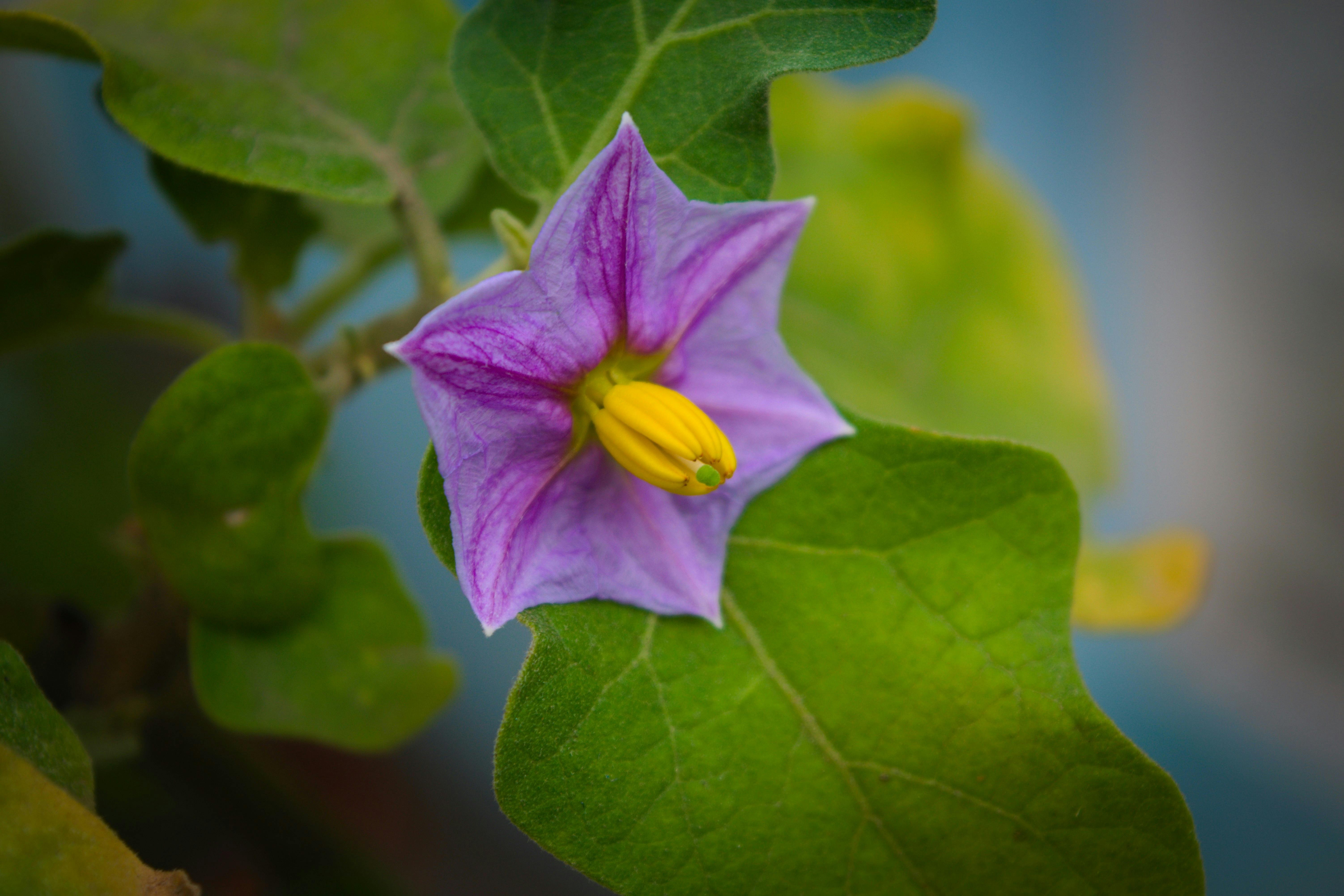 Free stock photo of brinjal flower, egg plant, flower