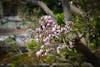 Free stock photo of blooming flowers, millettia pinnata, pongame Stock Photo