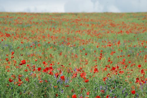 Imagine de stoc gratuită din câmp, floare, floră