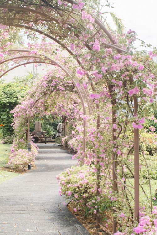 Free A serene path adorned with vibrant bougainvillea flowers in a Singapore park. Stock Photo