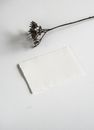 Dried Flower and a Deckle Edge Paper