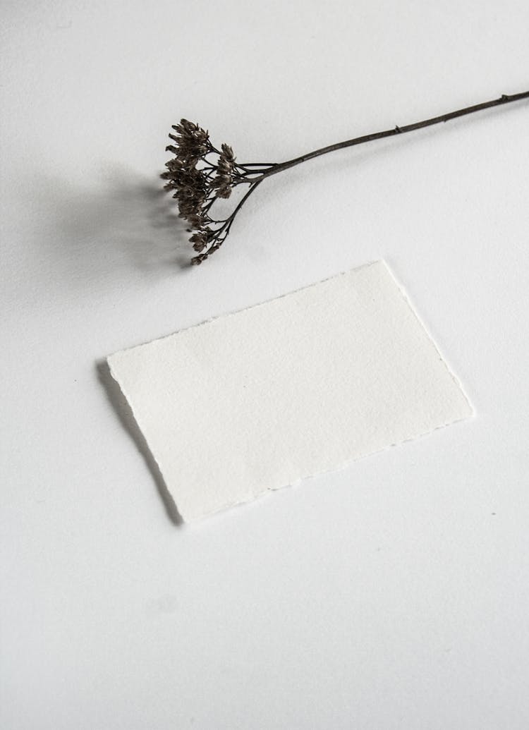 Dried Flower And A Deckle Edge Paper