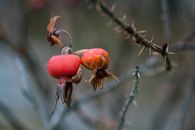 Close-Up Photo of Rotten Rose Hips