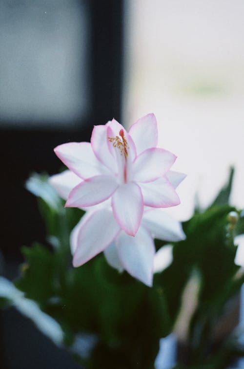 Close-Up Shot of a White Flower in Bloom