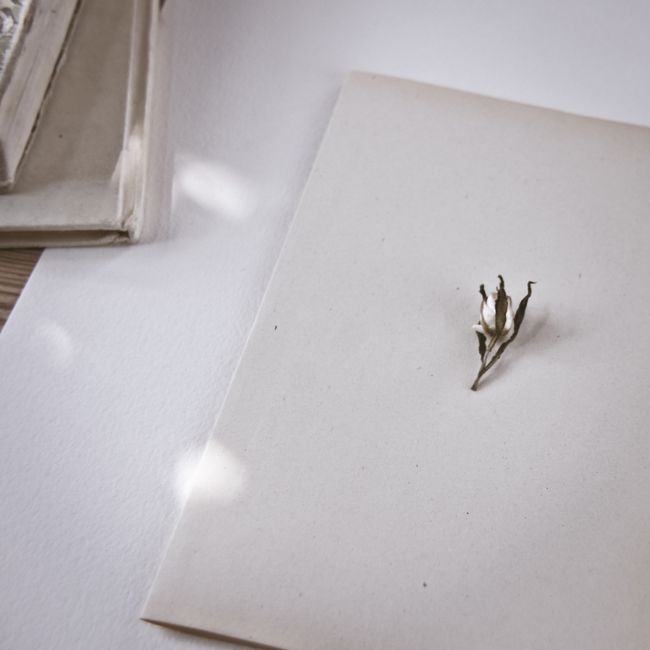 A minimalist still life featuring a dried flower on blank paper, ideal for stationery and art themes.