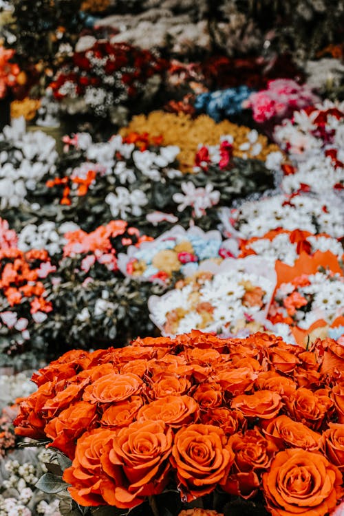 A Bunch of Orange Roses in Full Bloom