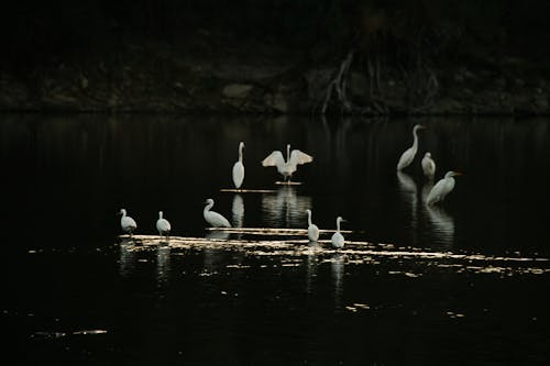 Základová fotografie zdarma na téma divoký, fotografie ptáků, jezero