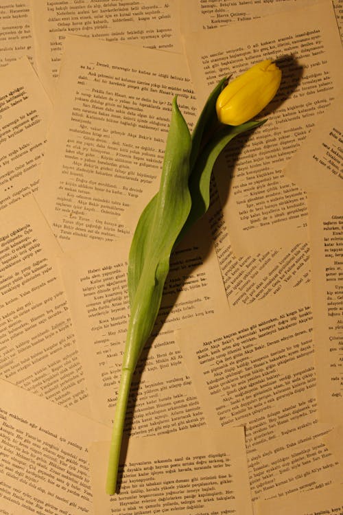 Yellow Tulip Flower on Pages