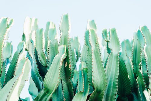 Kostenloses Stock Foto zu grün, kaktus, nahansicht