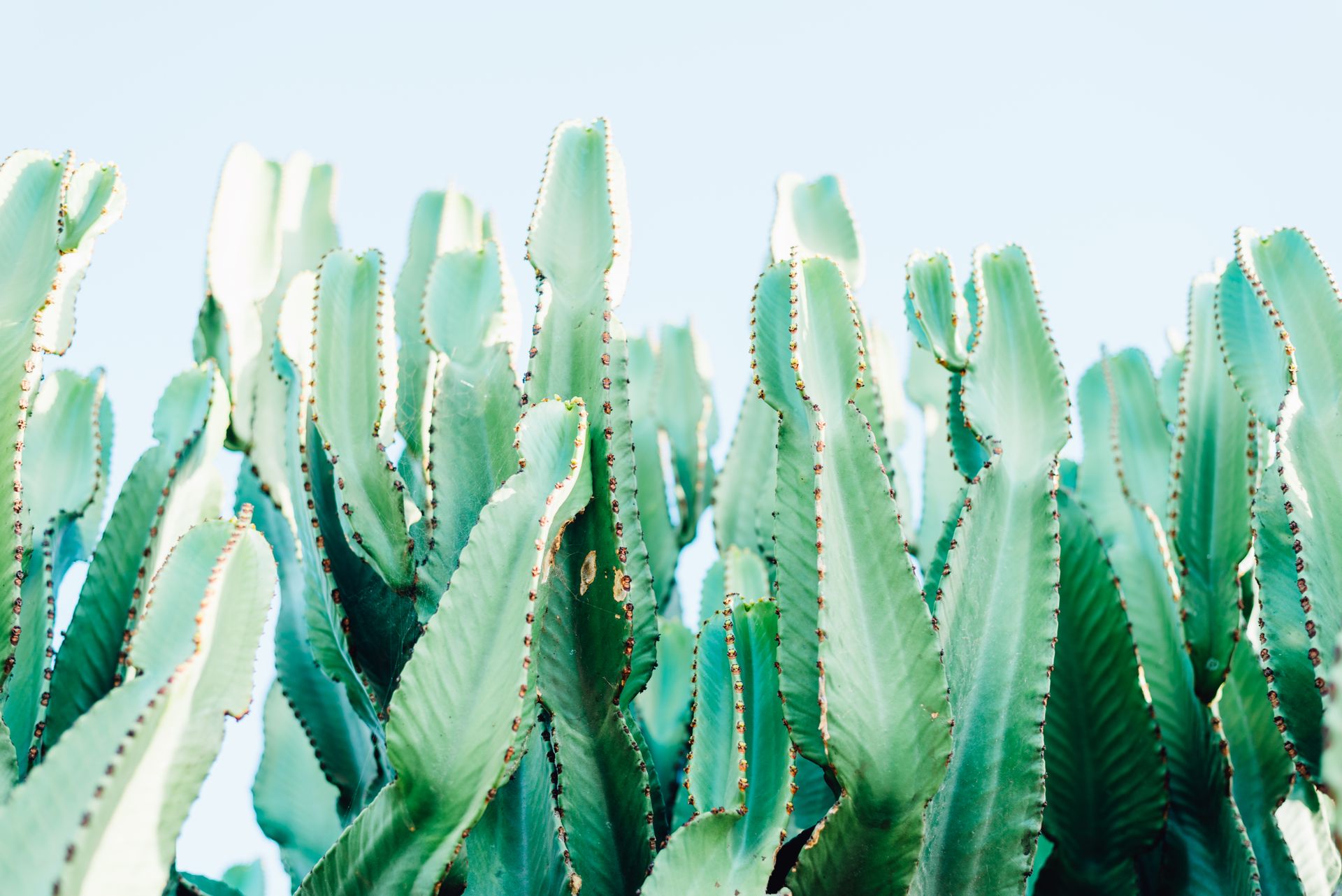A striking close-up of green cactus plants against a clear blue sky, showcasing natural beauty.
