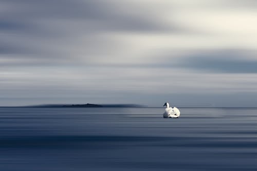 Fotos de stock gratuitas de aves acuáticas, cielo, cisne