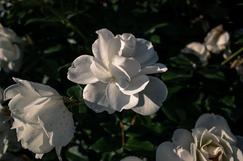açan çiçekler, Beyaz çiçekler, bitkiler içeren Ücretsiz stok fotoğraf