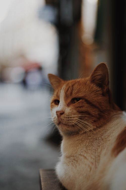 Free Adorable fluffy curious cat with white fur and ginger muzzle lying on street near building in city on blurred background Stock Photo