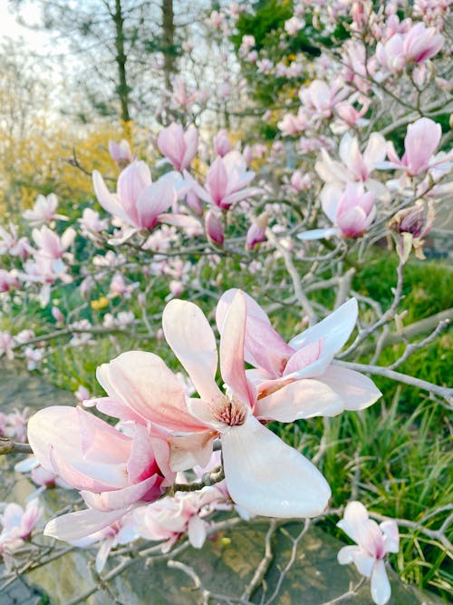 Free Blooming gentle light pink and white flowers of magnolia in twigs of lush bush growing in garden in spring day Stock Photo