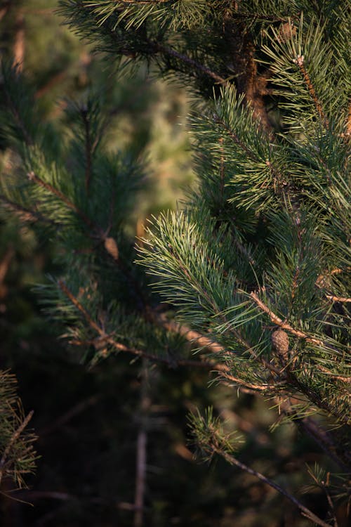 A Pine Tree with Pine Cones Hanging on the Branches