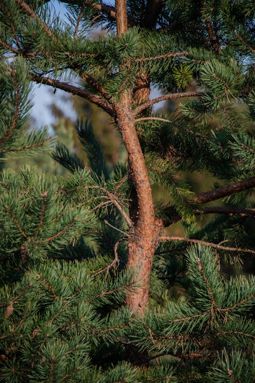 Immagine gratuita di aghi, albero, avvicinamento