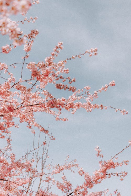 Základová fotografie zdarma na téma jarní čas, krása, květ třešně