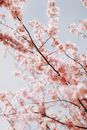 Low-Angle Shot of Pink Cherry Blossom Flowers