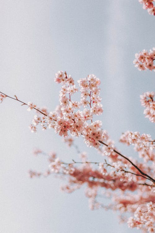 bahar, bitki örtüsü, Çiçek açmak içeren Ücretsiz stok fotoğraf