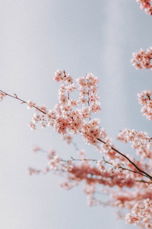 Pink Cherry Blossom Flowers