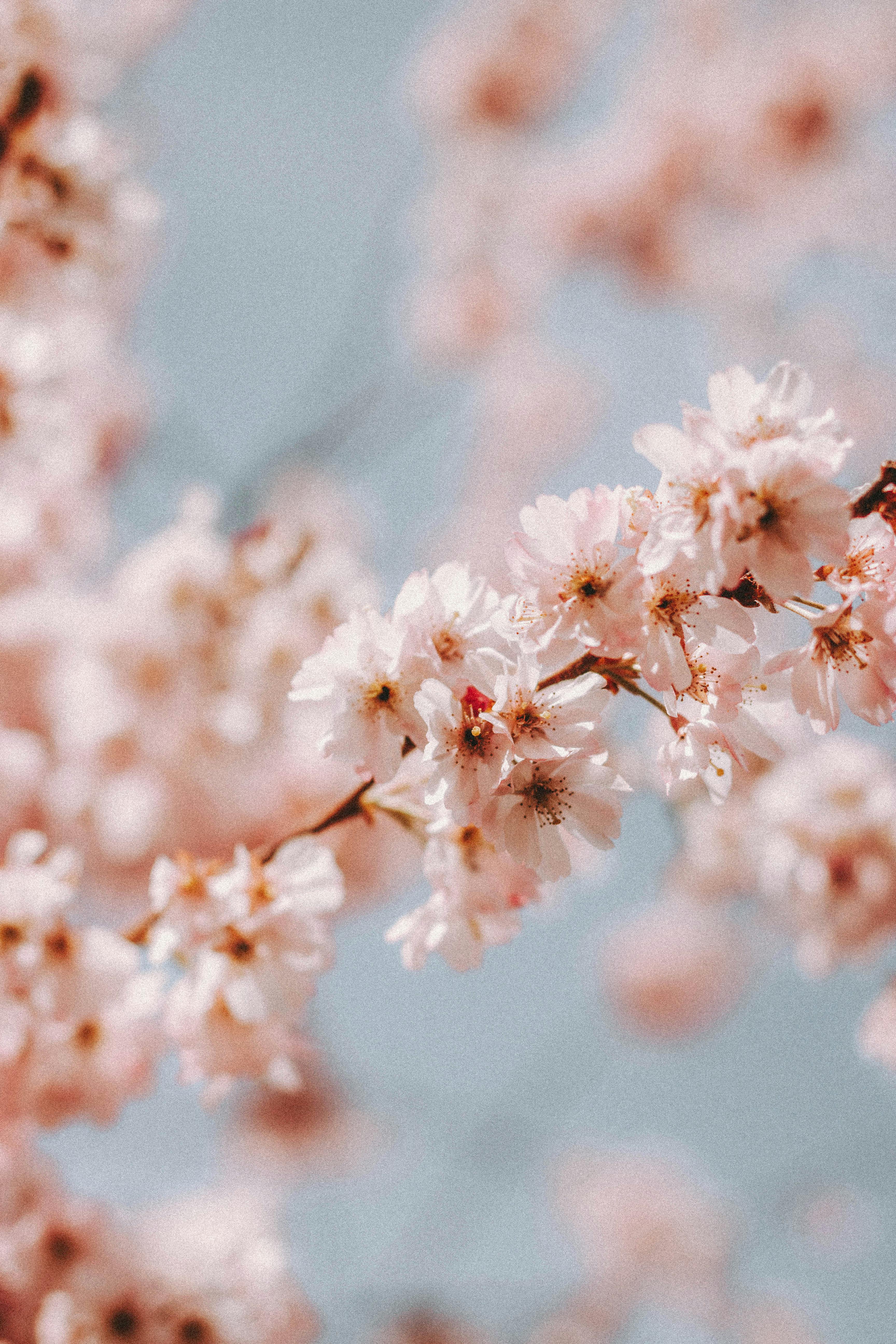 Beautiful cherry blossoms blooming in spring with delicate petals and soft focus background.