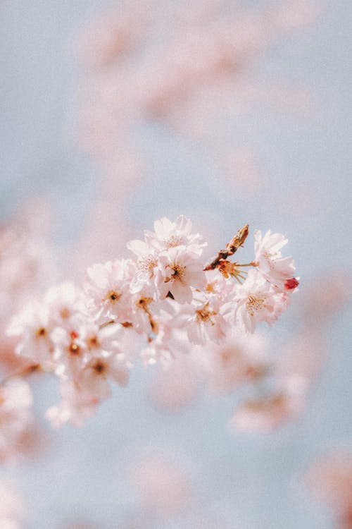 Foto d'estoc gratuïta de enfocament selectiu, flora, florir