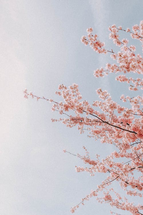 Pink Cherry Blossom Flowers Under the Sky